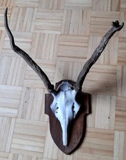 Abnormes hirschgeweih trophäe gebraucht kaufen  Solms