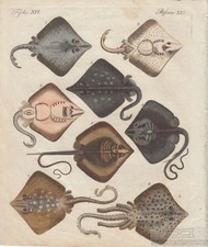 Fische tafel xvi gebraucht kaufen  Leipzig