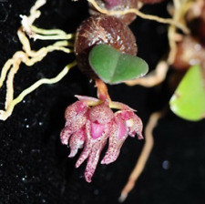 Bulbophyllum jingdongense rare for sale  Pullman