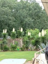 Yucca cactus plant for sale  Saluda