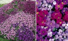 Aubrieta mix 100 for sale  BROCKENHURST