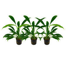 Aquarium plante anubias d'occasion  Expédié en France