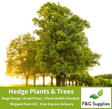 English oak quercus for sale English oak quercus for sale  ALTON