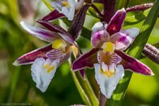 Epipactis palustris marsh for sale  LISBURN