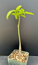 Pachira aquatica money for sale  Marana