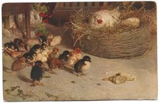 pollaio gallina usato pollaio gallina usato Savona