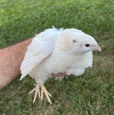 Jumbo white quail for sale  Spring Grove