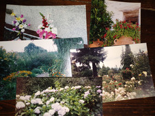 Flowers total 6 for sale  Fowlerville