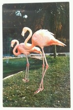 Cartão postal Miami Flórida vintage meados dos anos 1900 papagaio selva flamingo casal pinecrest, usado comprar usado  Enviando para Brazil
