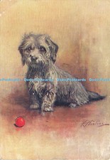 R604188 dandie dinmont for sale  WARLINGHAM