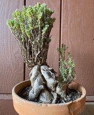 flowering bonsai for sale flowering bonsai for sale San Francisco