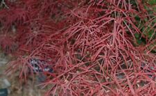 Acer palmatum red for sale  CRANBROOK