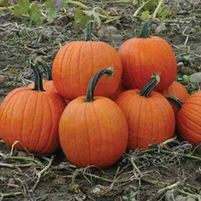 Howden field pumpkin for sale  Deltona