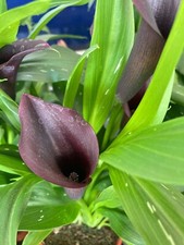 Three black calla for sale  CAMBRIDGE