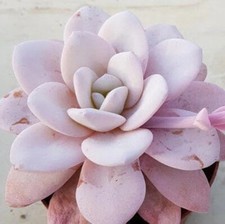 Rare succulent echeveria for sale  Staten Island