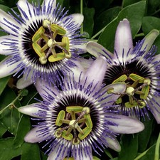 Passiflora passion flower for sale Passiflora passion flower for sale  GLASGOW