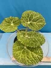 6 begonia for sale  San Francisco