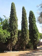 Cupressus sempervirens mittelm gebraucht kaufen  Wuppertal