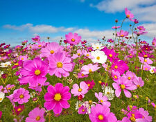 155 seeds cosmos for sale  Phoenix