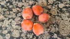 Sago palm seeds for sale  Antioch