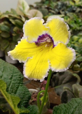 Streptocarpus chick pet for sale  Lexington