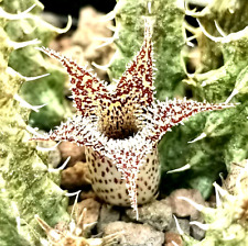 Talea radici stapelianthus usato  Giugliano in Campania