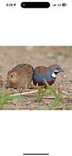 Button quail rarest for sale  Opa Locka