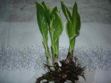 Hosta small live for sale  Gloversville