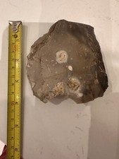 Authentic prehistoric neolithi for sale  CHELMSFORD