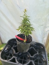 Acer palmatum mayday for sale  Hendersonville