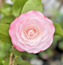 Camellia japonica desire for sale  NORTHWICH
