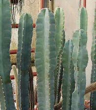 Semi cereus peruvianus usato  Nizza di Sicilia