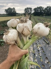 Elefantenknoblauch bio 10 gebraucht kaufen  Aidlingen
