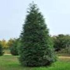 Green giant arborvitae for sale  Crawfordville