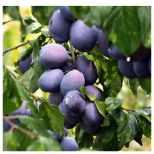 Opal plum tree for sale  NEWTOWNARDS