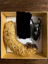 Dynastes hercules larve gebraucht kaufen  Bergisch Gladbach