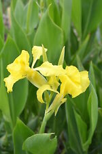 Min. seeds watercanna for sale  Shipping to Ireland