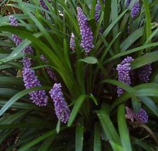 Liriope muscari big for sale  Statesboro