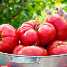 Mortgage lifter tomato for sale  Deltona