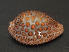 Famous...jenneria pustulata 22 for sale  Lakeland