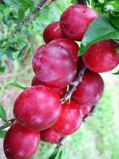 Pflaumen baum kubanskaya gebraucht kaufen  Bösel