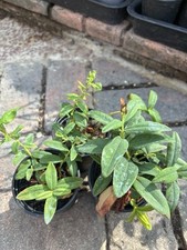 st johns wort for sale  BEXLEYHEATH