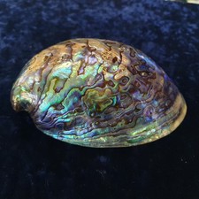 Australian paua shell for sale  NEW MALDEN