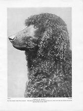 1934 dog print for sale  CARRICKFERGUS