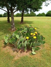 Oklahoma prickly pear for sale  Geary