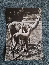 Tier postkarte 1977 gebraucht kaufen  Hamburg