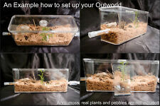 Natural bio ant for sale  STAINES-UPON-THAMES