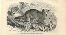 Stampa antica gatto usato  Lecco