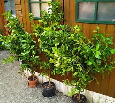 Lauroceraso olandese grandi usato  Monfalcone