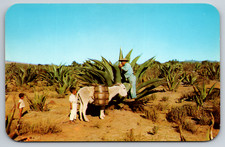 Maguey cactus pulque for sale  Concord